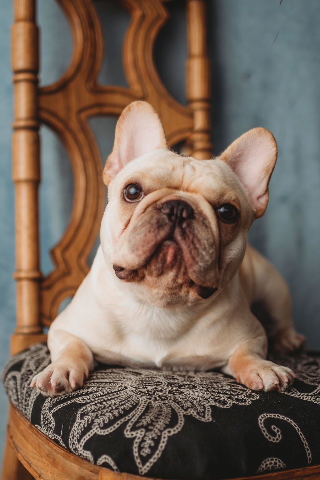 Fabelhaft french hot sale bulldogs